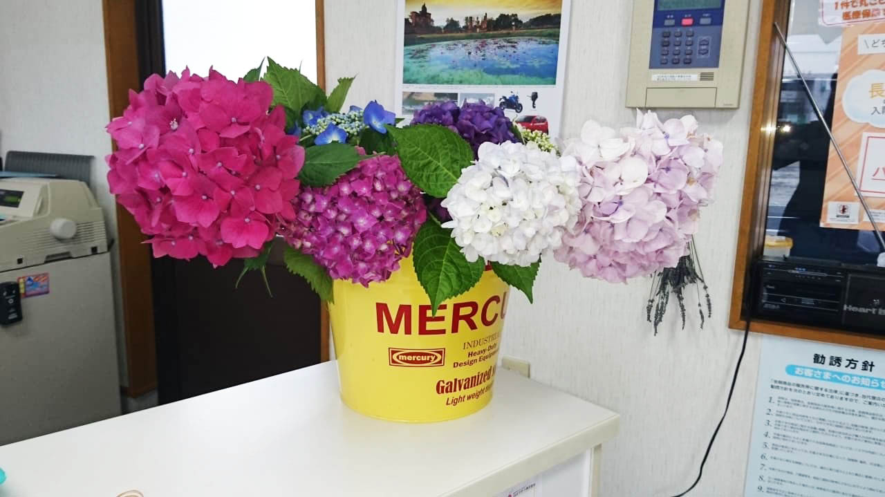 黄色い容器に活けられたピンクと白の紫陽花