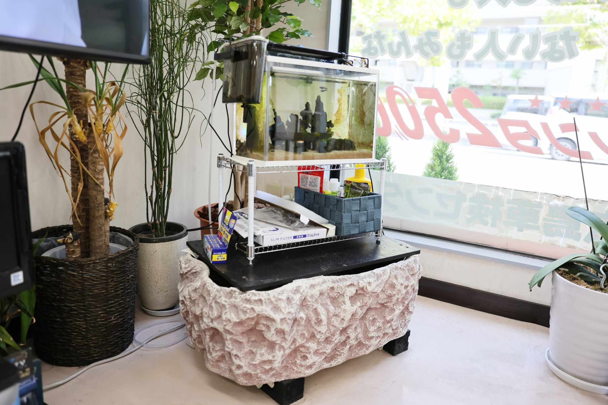 窓辺に配置された熱帯魚水槽と緑豊かな植物コーナー